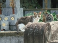 Nagasaki